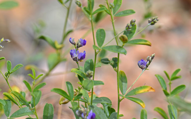 Alfalfa is a forb with decumbent to erect stems. Plants may be smooth or slightly hairy. Medicago sativa